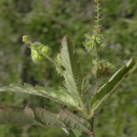 Tragia gallabatensis Prain